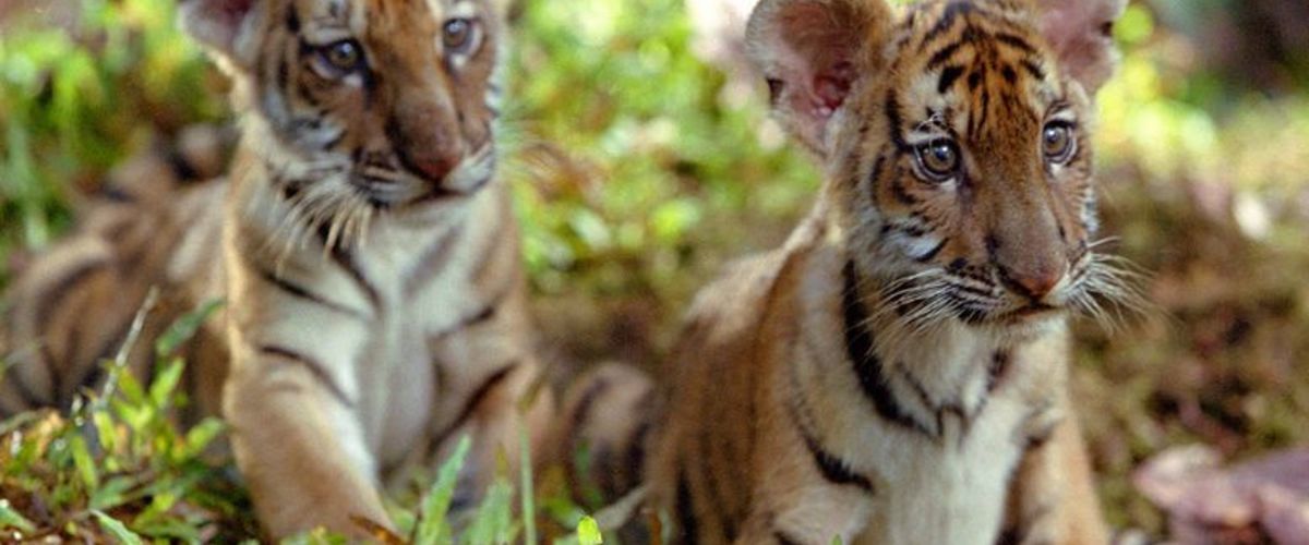 DUE FRATELLI Spietati Recensioni e Novità sui Film